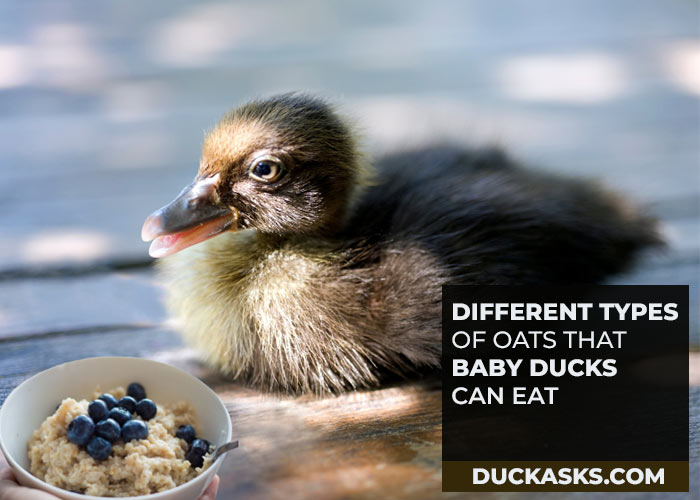 What Are the Types of Oats Baby Ducks Can Eat