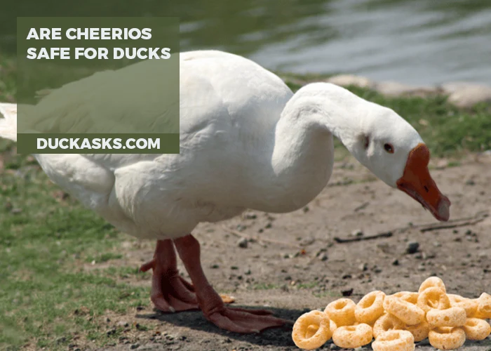 Are Cheerios Safe for Ducks