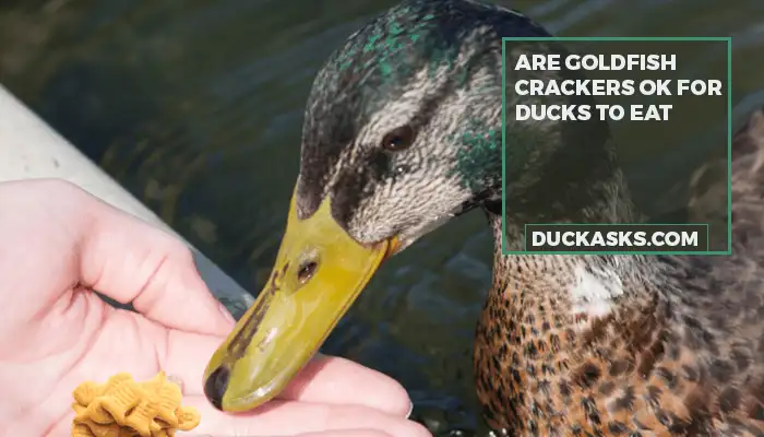 Are Goldfish Crackers Ok For Ducks To Eat?