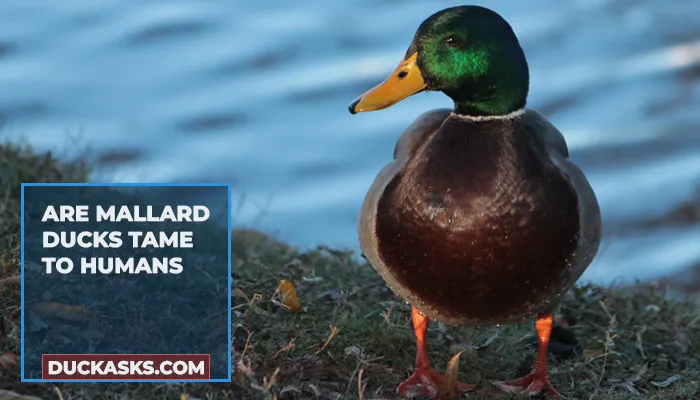 Are Mallard Ducks Tame To Humans?