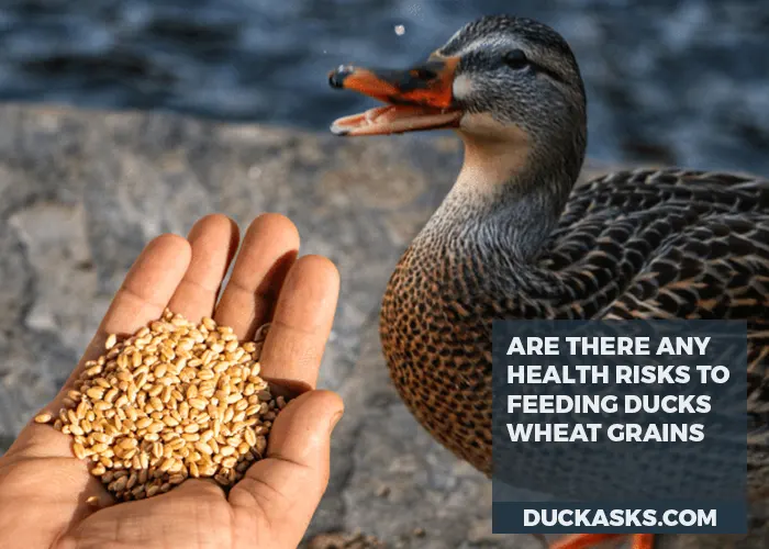 Are There Any Health Risks Associated with Feeding Ducks Wheat Grains