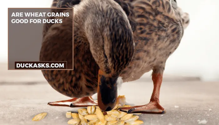 Are Wheat Grains Good For Ducks?