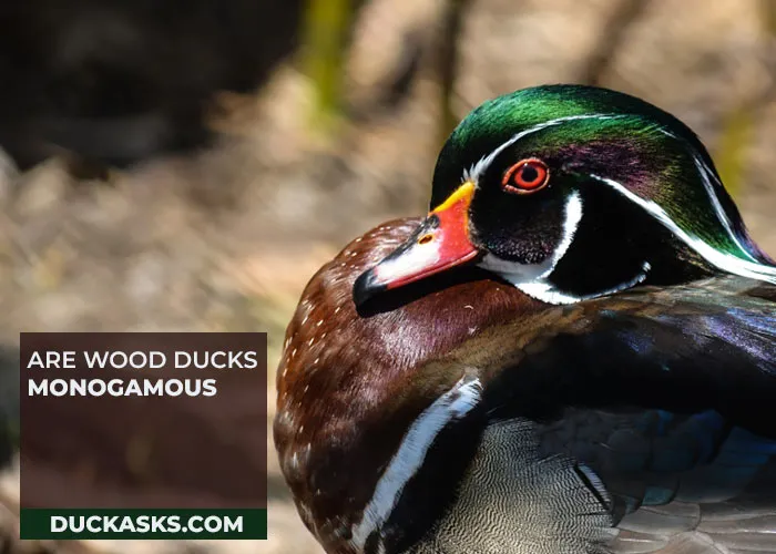 Are Wood Ducks Monogamous