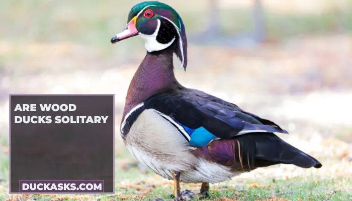 Are Wood Ducks Solitary?