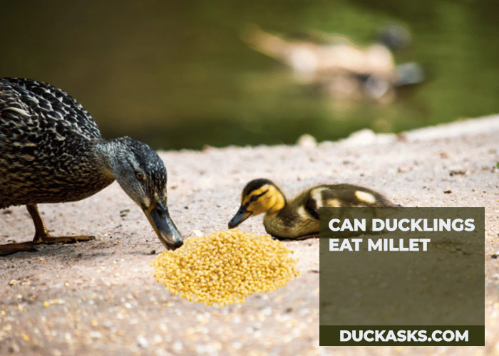 Can Ducklings Eat Millet