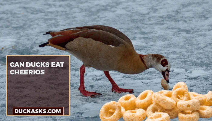 Can Ducks Eat Cheerios?