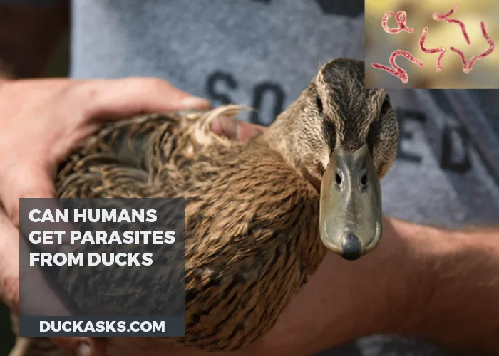 Can Humans Get Parasites from Ducks