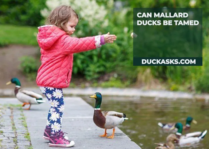 Can Mallard Ducks be domesticated