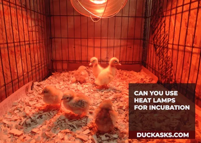 Can You Use Heat Lamps for Incubation