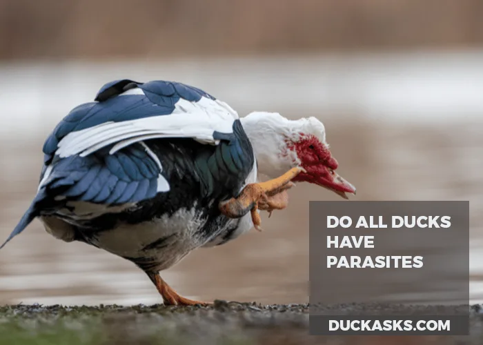 Do All Ducks Have Parasites