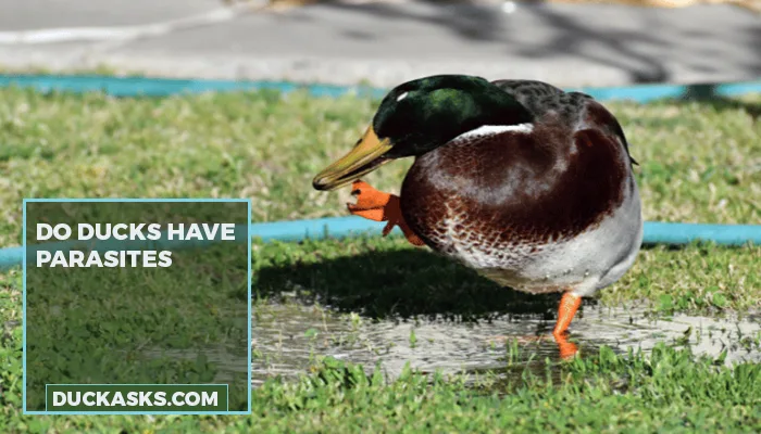 Do Ducks Have Parasites?