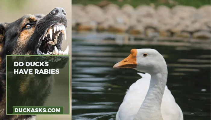 Do Ducks Have Rabies?