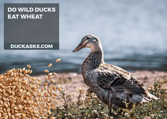 Do Wild Ducks Eat Wheat