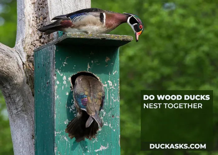 Do Wood Ducks Nest Together