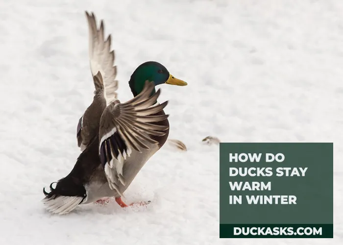 How Do Ducks Stay Warm in Winter