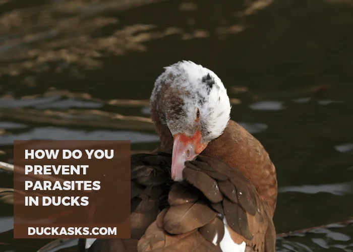 How Do You Prevent Parasites in Ducks