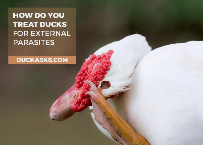 How Do You Treat Ducks for External Parasites