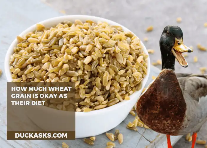 How Much Wheat Grain Should Ducks Be Given as Part of Their Diet