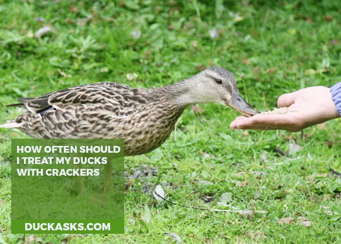 How Often Should I Treat My Ducks with Crackers