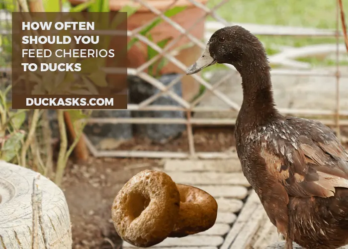 How Often Should You Feed Cheerios to Ducks