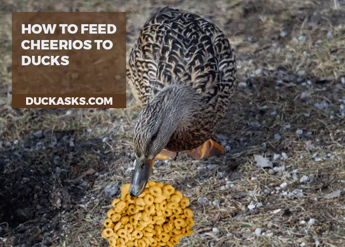 How to Feed Cheerios to Ducks