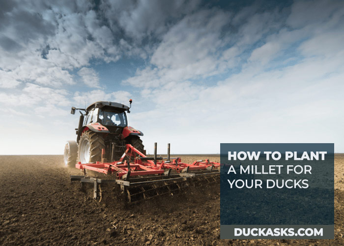 How to Plant a Millet for Your Ducks