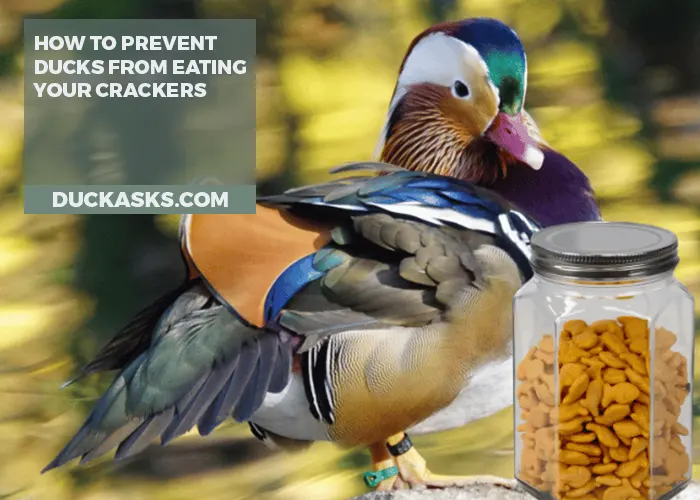 How to Prevent Ducks from Eating Your Crackers