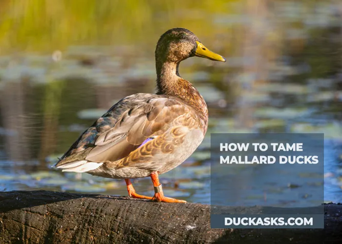 How to Tame Mallard Ducks