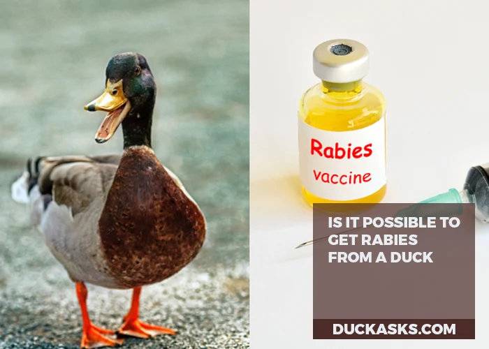 Is It Possible to Get Rabies from a Duck