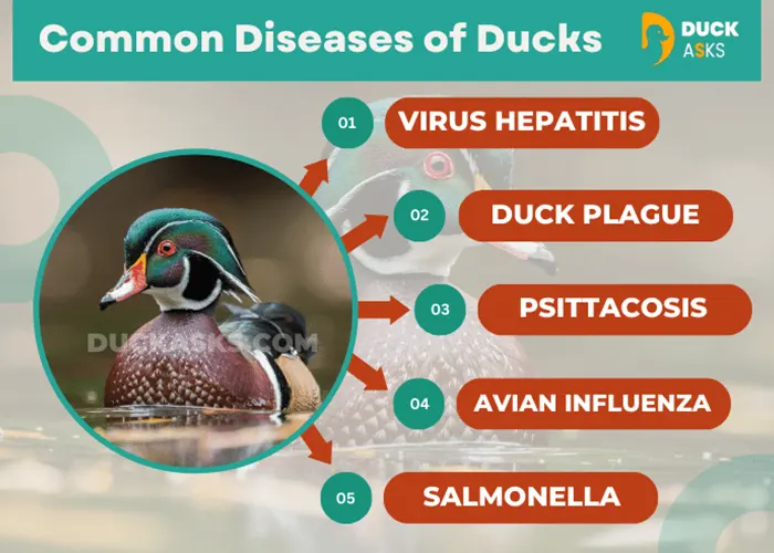 Most Common Diseases That Ducks Contain