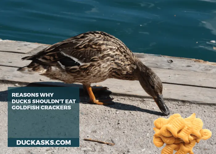 Possible Reasons Why Ducks Shouldn't Eat Goldfish Crackers