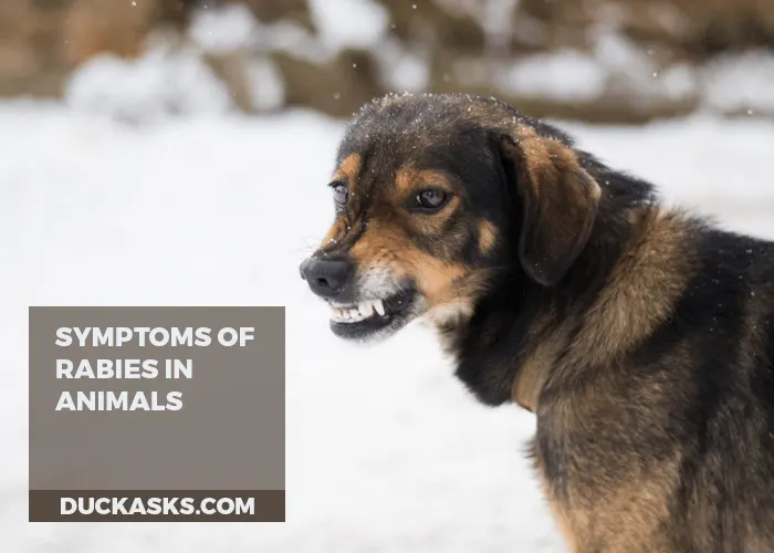 Symptoms of Rabies in Animals