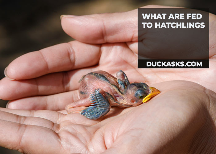 What Are Fed to Hatchlings