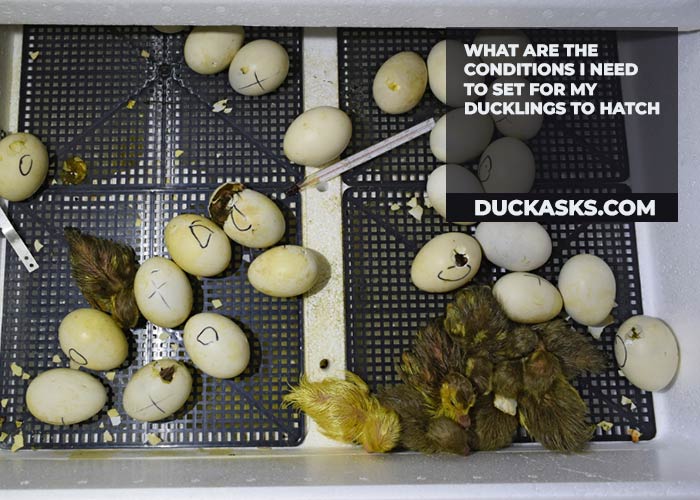 What Are the Conditions I Need to Set for My Ducklings to Hatch