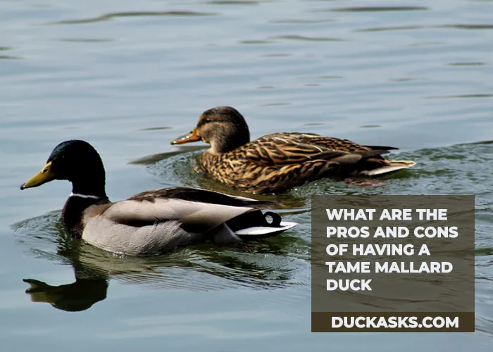 What Are the Pros and Cons of Having a Tame Mallard Duck