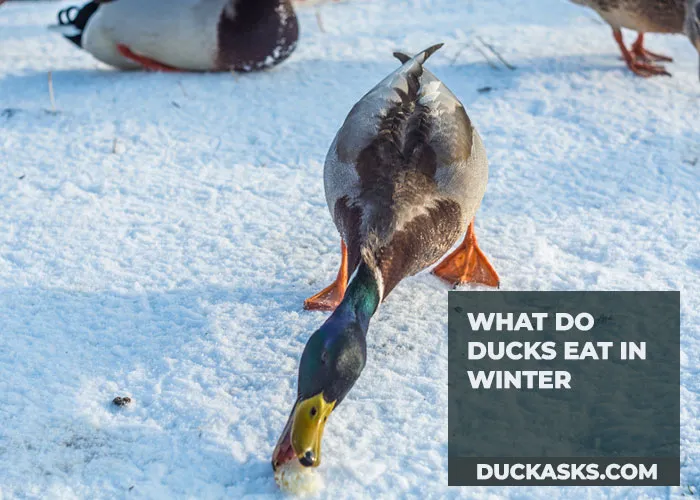 What Do Ducks Eat in Winter