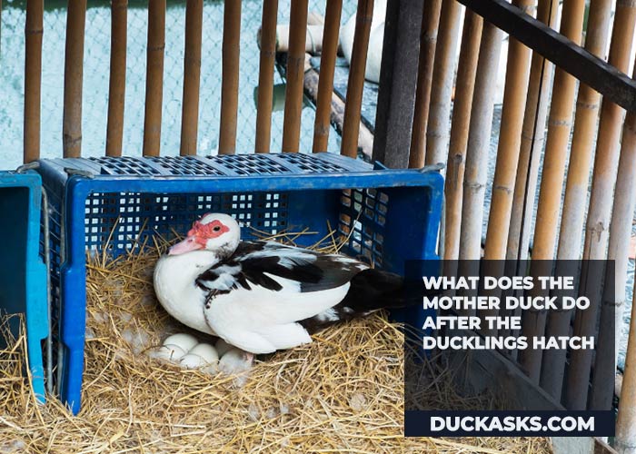 What Does the Mother Duck Do After the Ducklings Hatch