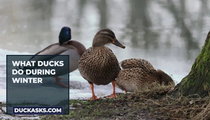 What Ducks Do During Winter?