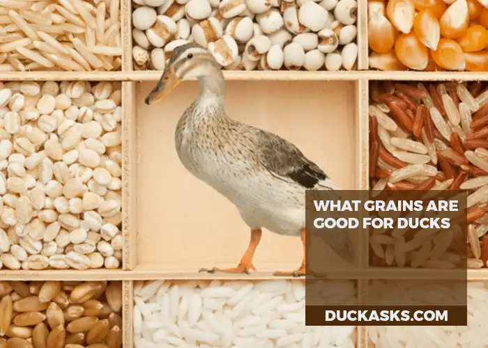 What Grains Are Good for Ducks