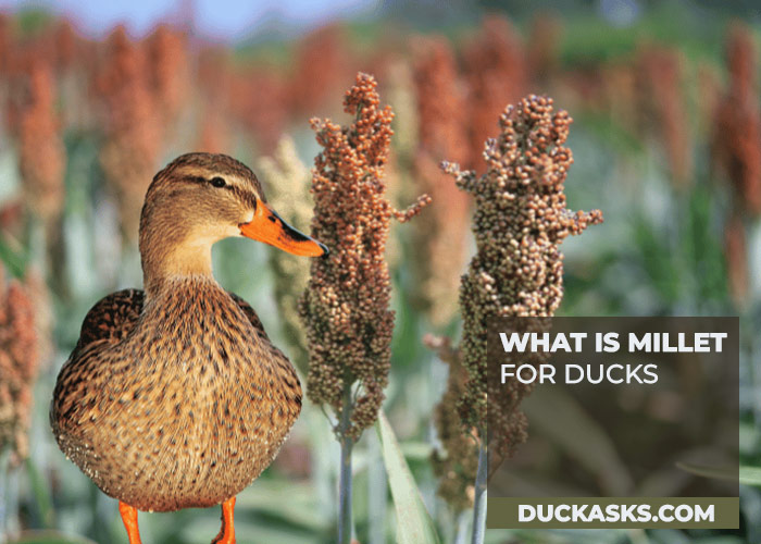 What Is Millet for Ducks