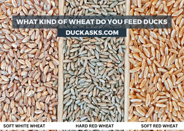 What Kind of Wheat Do You Feed Ducks