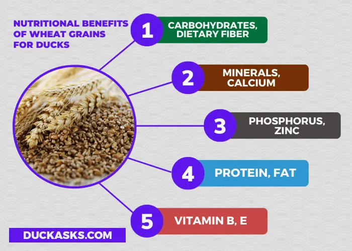 What Nutritional Benefits Do Wheat Grains Provide for Ducks