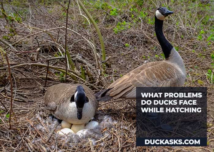 What Problems Do Ducks Face While Hatching