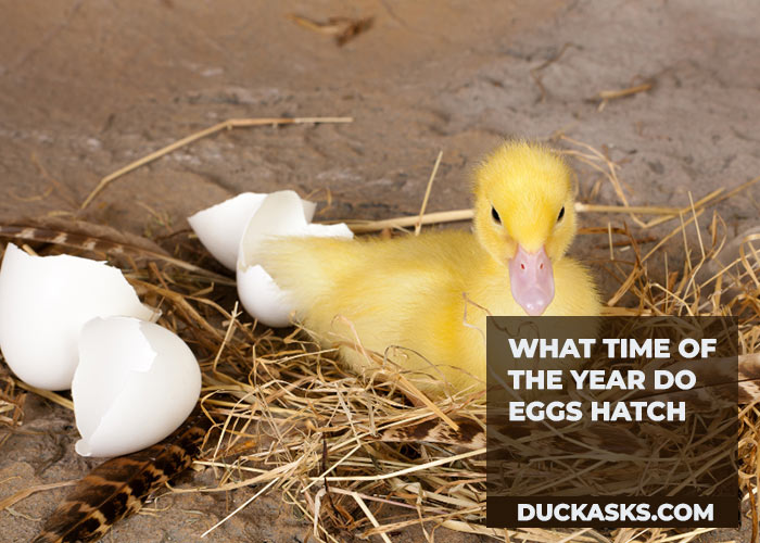 What Time of the Year Do Eggs Hatch