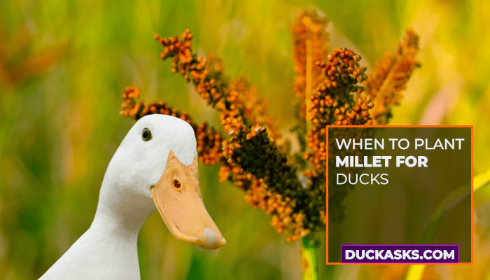 When to Plant Millet for Ducks?