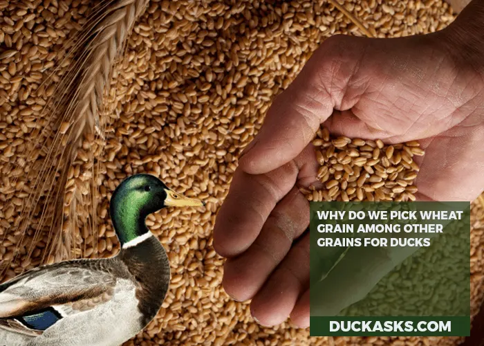 Why Do We Pick Wheat Grain Among Other Grains for Ducks