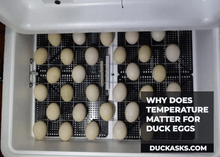 Why Does Temperature Matter for Duck Eggs?