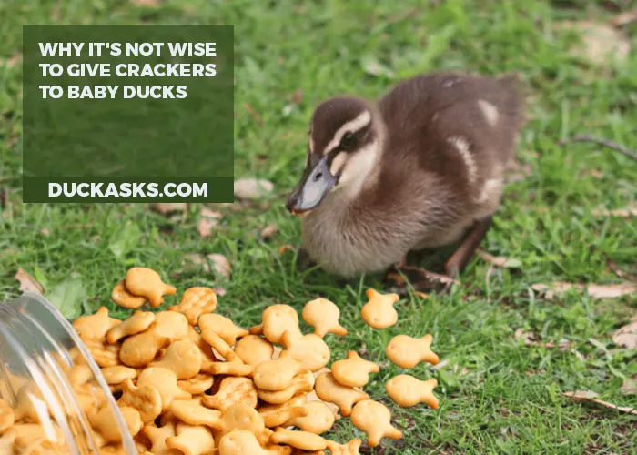 Why It's Not Wise to Give Crackers to Baby Ducks