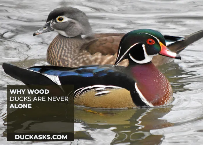 Why Wood Ducks Are Never Alone