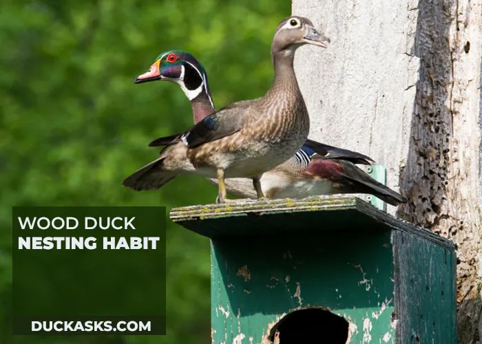 Wood Duck Nesting Habit